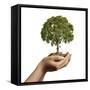 Woman's Hands Holding Soil with a Tree-null-Framed Stretched Canvas