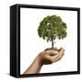 Woman's Hands Holding Soil with a Tree-null-Framed Stretched Canvas