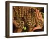 Woman's Palm Decorated in Henna, Jaipur, Rajasthan, India-Keren Su-Framed Photographic Print