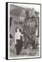 Woman Standing by Large Stufffed Bear-null-Framed Stretched Canvas