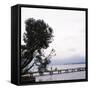 Woman Stands on Dock Next to Pine Tree, Lake Washington, Seattle, Washington State, Usa-Aaron McCoy-Framed Stretched Canvas