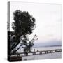 Woman Stands on Dock Next to Pine Tree, Lake Washington, Seattle, Washington State, Usa-Aaron McCoy-Stretched Canvas