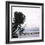 Woman Stands on Dock Next to Pine Tree, Lake Washington, Seattle, Washington State, Usa-Aaron McCoy-Framed Photographic Print