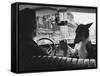 Woman Taxi Driver Sharing Front Seat with Pet Dog-Alfred Eisenstaedt-Framed Stretched Canvas