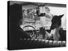 Woman Taxi Driver Sharing Front Seat with Pet Dog-Alfred Eisenstaedt-Stretched Canvas