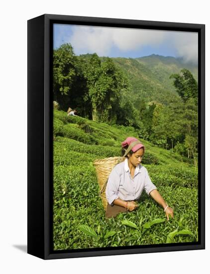Woman Tea Picking, Goomtee Tea Estate, Kurseong, West Bengal, India-Jane Sweeney-Framed Stretched Canvas