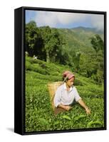 Woman Tea Picking, Goomtee Tea Estate, Kurseong, West Bengal, India-Jane Sweeney-Framed Stretched Canvas