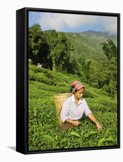 Woman Tea Picking, Goomtee Tea Estate, Kurseong, West Bengal, India-Jane Sweeney-Framed Stretched Canvas