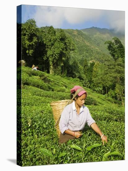 Woman Tea Picking, Goomtee Tea Estate, Kurseong, West Bengal, India-Jane Sweeney-Stretched Canvas