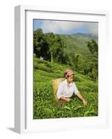 Woman Tea Picking, Goomtee Tea Estate, Kurseong, West Bengal, India-Jane Sweeney-Framed Photographic Print