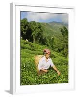 Woman Tea Picking, Goomtee Tea Estate, Kurseong, West Bengal, India-Jane Sweeney-Framed Photographic Print