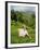 Woman Tea Picking, Goomtee Tea Estate, Kurseong, West Bengal, India-Jane Sweeney-Framed Photographic Print