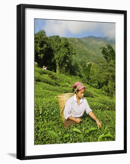 Woman Tea Picking, Goomtee Tea Estate, Kurseong, West Bengal, India-Jane Sweeney-Framed Photographic Print
