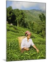 Woman Tea Picking, Goomtee Tea Estate, Kurseong, West Bengal, India-Jane Sweeney-Mounted Photographic Print