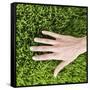Woman Touching Grass-Roy McMahon-Framed Stretched Canvas