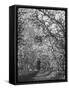 Woman Walking Among Pear Trees in Full Bloom-Ralph Morse-Framed Stretched Canvas