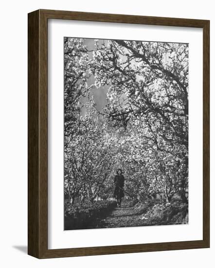 Woman Walking Among Pear Trees in Full Bloom-Ralph Morse-Framed Photographic Print