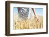 Woman Walking in the Wheat- Concept about Nature, Agriculture and People-Oneinchpunch-Framed Photographic Print