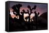 Woman Watching Sunset-Colin Brynn-Framed Stretched Canvas