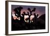 Woman Watching Sunset-Colin Brynn-Framed Photographic Print