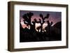 Woman Watching Sunset-Colin Brynn-Framed Photographic Print