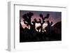 Woman Watching Sunset-Colin Brynn-Framed Photographic Print