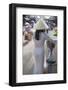 Woman Wearing Ao Dai Dress at Phouc Kien Assembly Hall, Hoi An, Quang Nam, Vietnam, Indochina-Ian Trower-Framed Photographic Print