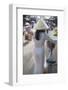 Woman Wearing Ao Dai Dress at Phouc Kien Assembly Hall, Hoi An, Quang Nam, Vietnam, Indochina-Ian Trower-Framed Photographic Print