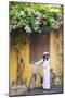 Woman Wearing Ao Dai Dress with Bicycle, Hoi An, Quang Ham, Vietnam-Ian Trower-Mounted Premium Photographic Print