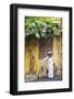 Woman Wearing Ao Dai Dress with Bicycle, Hoi An, Quang Ham, Vietnam-Ian Trower-Framed Photographic Print