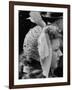 Woman Wearing Bird Decoration in Hair at Dwight D. Eisenhower's Inauguration-Cornell Capa-Framed Photographic Print