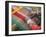 Woman Weaving, Traditional Backstrap Loom, Cuzco, Peru-Merrill Images-Framed Photographic Print