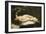 Woman with a Parrot-Gustave Courbet-Framed Art Print
