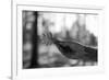 Woman With An Oak Leaf Tattoo Holds A Gambel Oak Leaf In The Forest Of New Mexico-Hannah Dewey-Framed Photographic Print