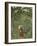 Woman with an Umbrella in an Exotic Forest-Henri Rousseau-Framed Giclee Print