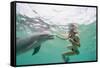 Woman with Bottlenose Dolphin-Stuart Westmorland-Framed Stretched Canvas