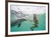 Woman with Bottlenose Dolphin-Stuart Westmorland-Framed Photographic Print