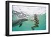 Woman with Bottlenose Dolphin-Stuart Westmorland-Framed Photographic Print