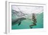 Woman with Bottlenose Dolphin-Stuart Westmorland-Framed Photographic Print