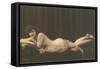 Woman with Filmy Wrap-null-Framed Stretched Canvas