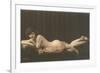 Woman with Filmy Wrap-null-Framed Premium Giclee Print