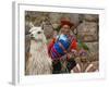 Woman with Llama, Boy, and Parrot, Sacsayhuaman Inca Ruins, Cusco, Peru-Dennis Kirkland-Framed Photographic Print