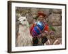 Woman with Llama, Boy, and Parrot, Sacsayhuaman Inca Ruins, Cusco, Peru-Dennis Kirkland-Framed Photographic Print