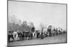 Woman with Ox Train Holds a Whip Photograph - Black Hills, SD-Lantern Press-Mounted Art Print