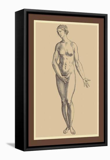 Woman-Andreas Vesalius-Framed Stretched Canvas