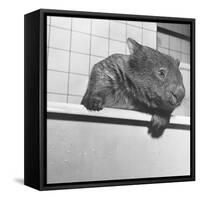 Wombat in a Bathtub-null-Framed Stretched Canvas