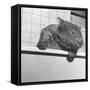 Wombat in a Bathtub-null-Framed Stretched Canvas