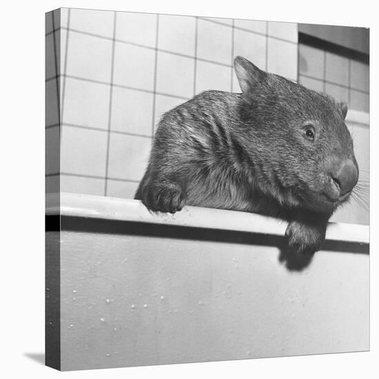 Wombat in a Bathtub-null-Stretched Canvas