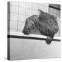 Wombat in a Bathtub-null-Stretched Canvas