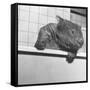 Wombat in a Bathtub-null-Framed Stretched Canvas